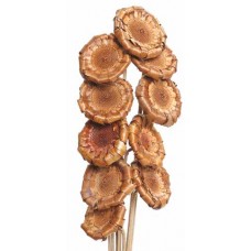 NERIFOLIA BASE Brown 16"- OUT OF STOCK